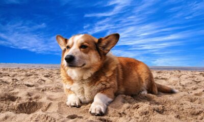 welsh corgi, dog, nature, pet, animal, beach, netherlands