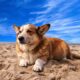 welsh corgi, dog, nature, pet, animal, beach, netherlands