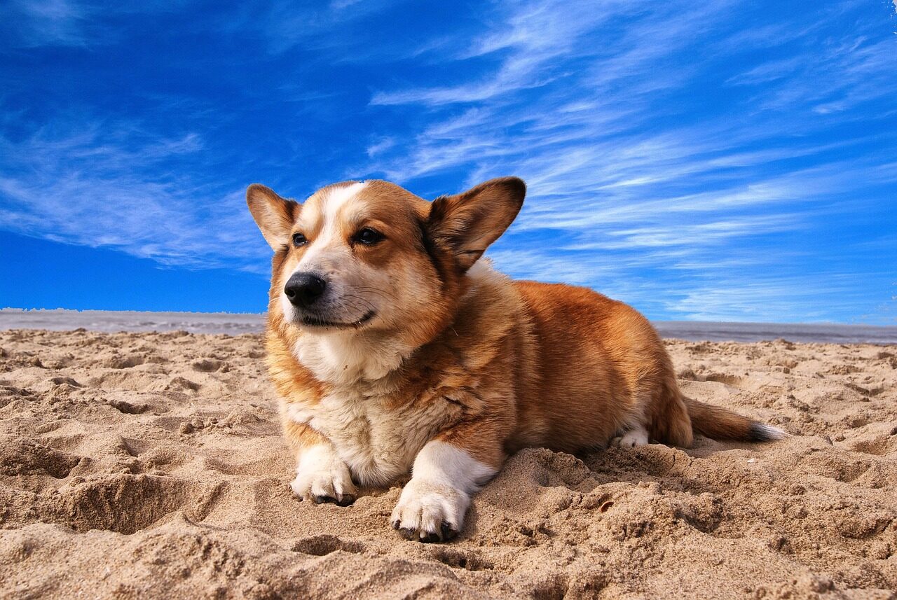welsh corgi, dog, nature, pet, animal, beach, netherlands