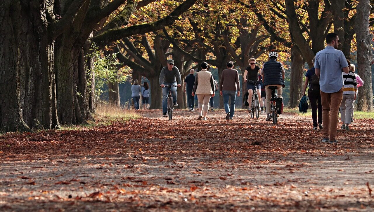 autumn, park, outdoors, nature, trees, atmosphere, season, autumn, park, park, park, park, park