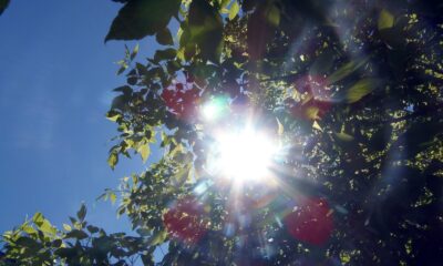 Bright sunlight shines through green leaves, creating lens flare and natural patterns.