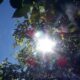 Bright sunlight shines through green leaves, creating lens flare and natural patterns.