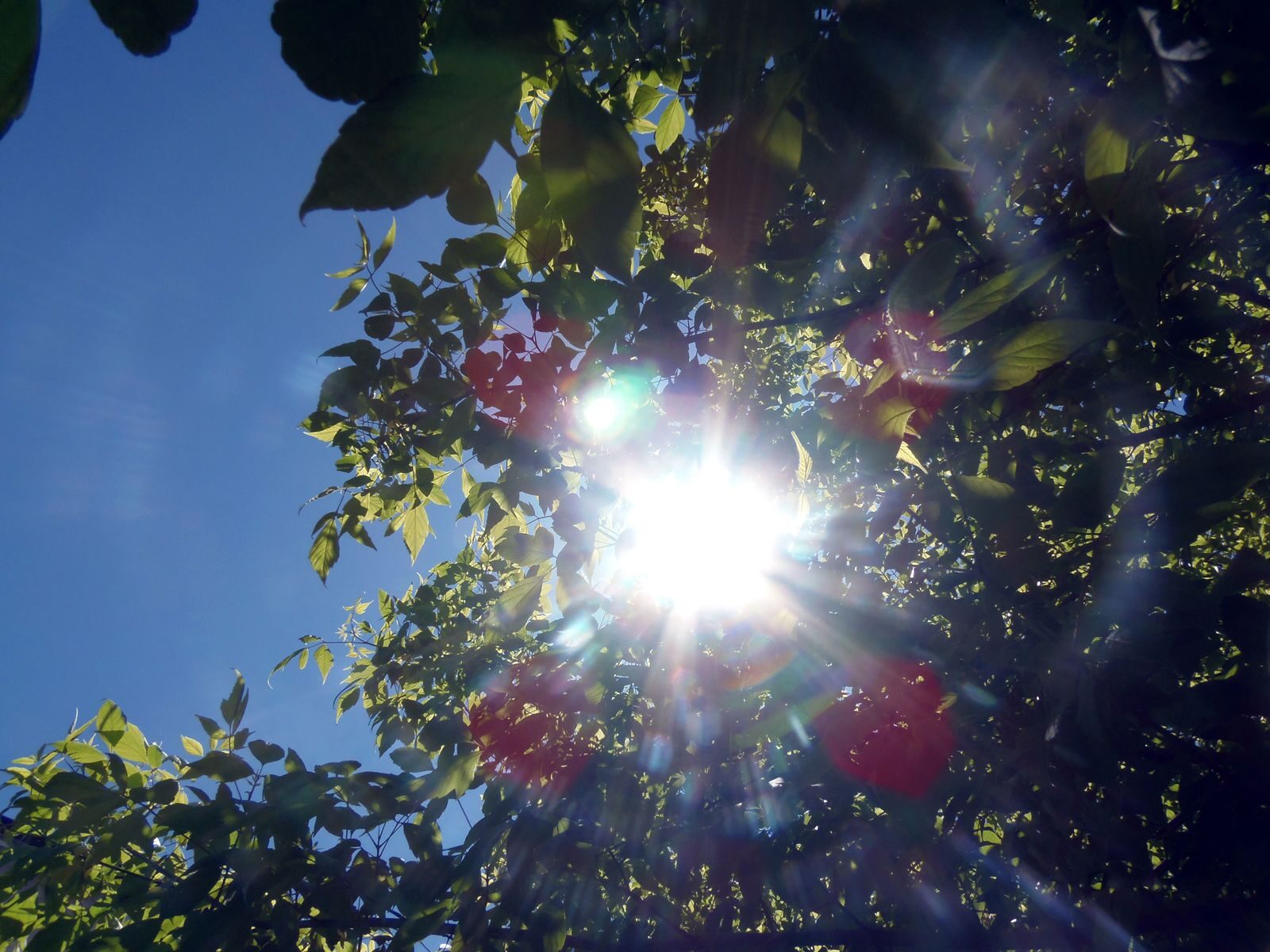 Bright sunlight shines through green leaves, creating lens flare and natural patterns.