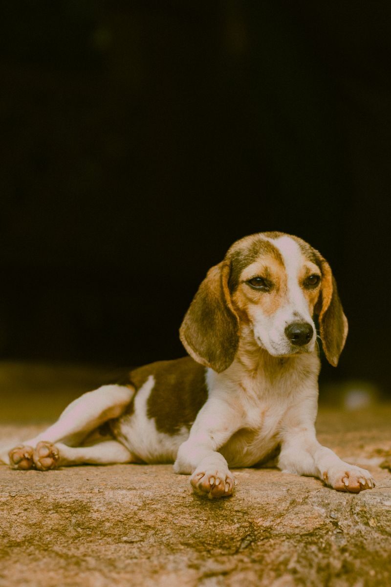 Beagle puppy lounging on a rock outdoors, calm and peaceful.