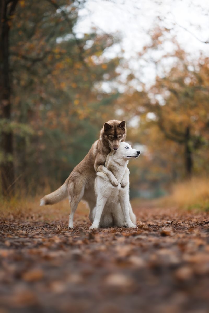 Two Siberian Huskies playfully embrace on a path in an autumn forest, surrounded by colorful foliage.