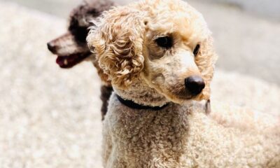 Two poodles standing outdoors, basking in sunny weather. Perfect for pet and outdoor themes.
