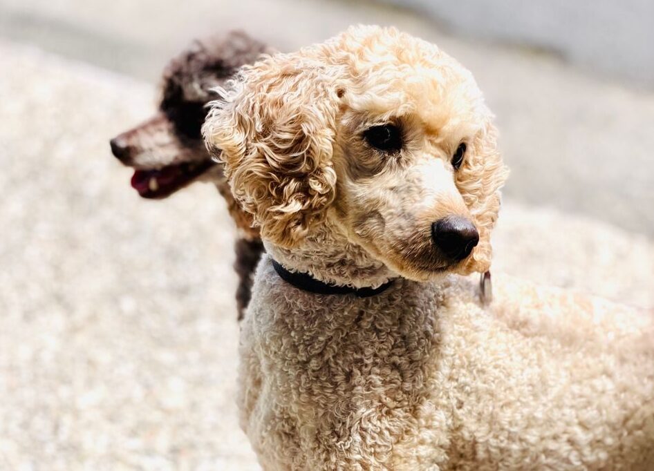 Two poodles standing outdoors, basking in sunny weather. Perfect for pet and outdoor themes.