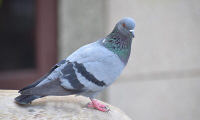 homing pigeon, nature, pigeon, columba livia domestica, bird, gray home
