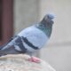 homing pigeon, nature, pigeon, columba livia domestica, bird, gray home