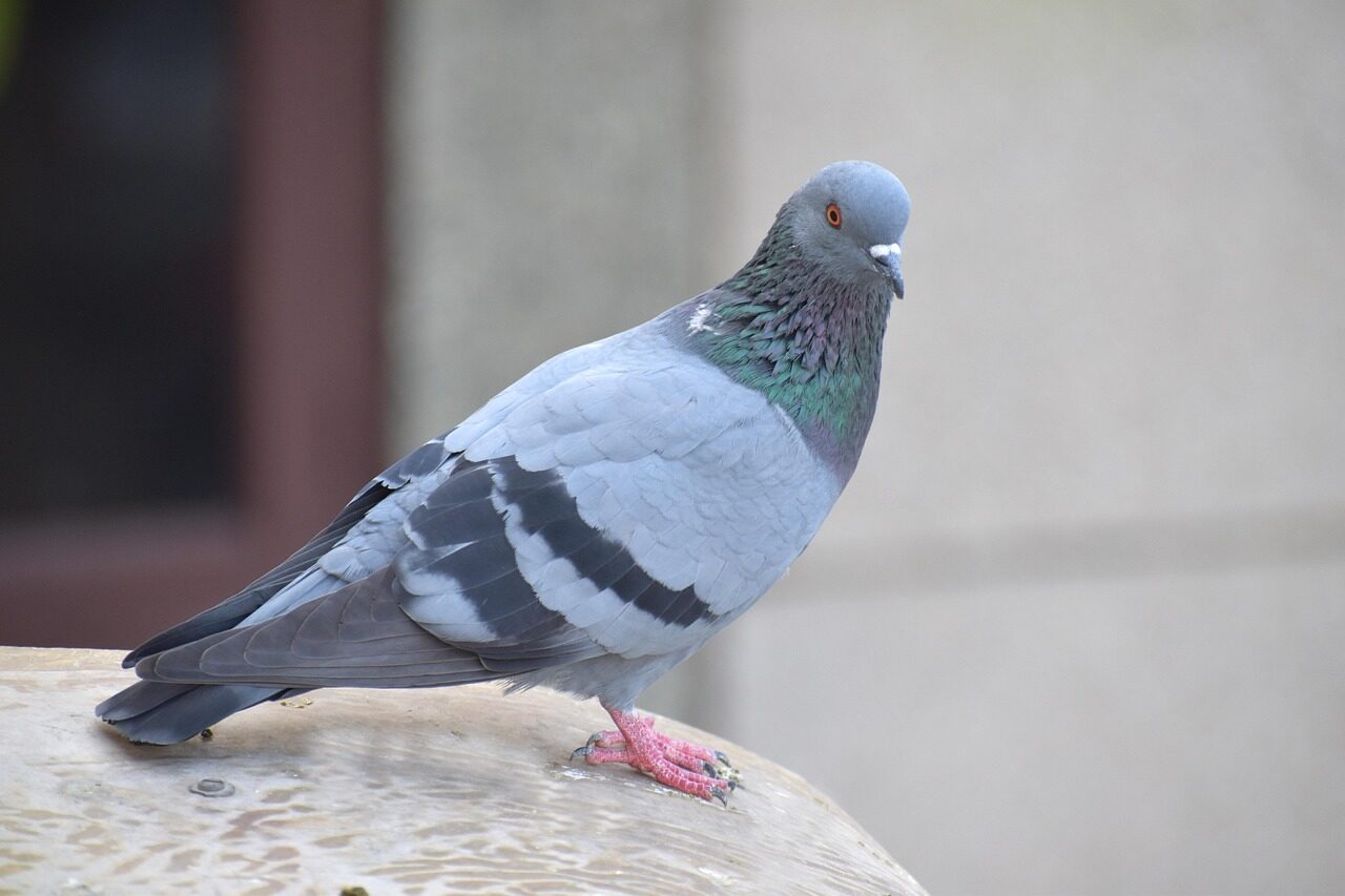homing pigeon, nature, pigeon, columba livia domestica, bird, gray home
