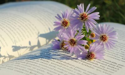 flowers, beautiful flowers, asters, nature, flower background, flower wallpaper, book
