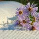 flowers, beautiful flowers, asters, nature, flower background, flower wallpaper, book