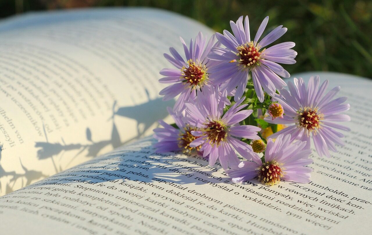 flowers, beautiful flowers, asters, nature, flower background, flower wallpaper, book