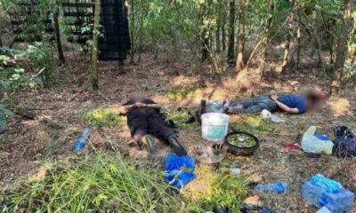 Policija otkrila laboratoriju kod Grocke: Uhapšeni tokom obrade marihuane – laboratorija za uzgoj marihuane