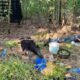 Policija otkrila laboratoriju kod Grocke: Uhapšeni tokom obrade marihuane – laboratorija za uzgoj marihuane