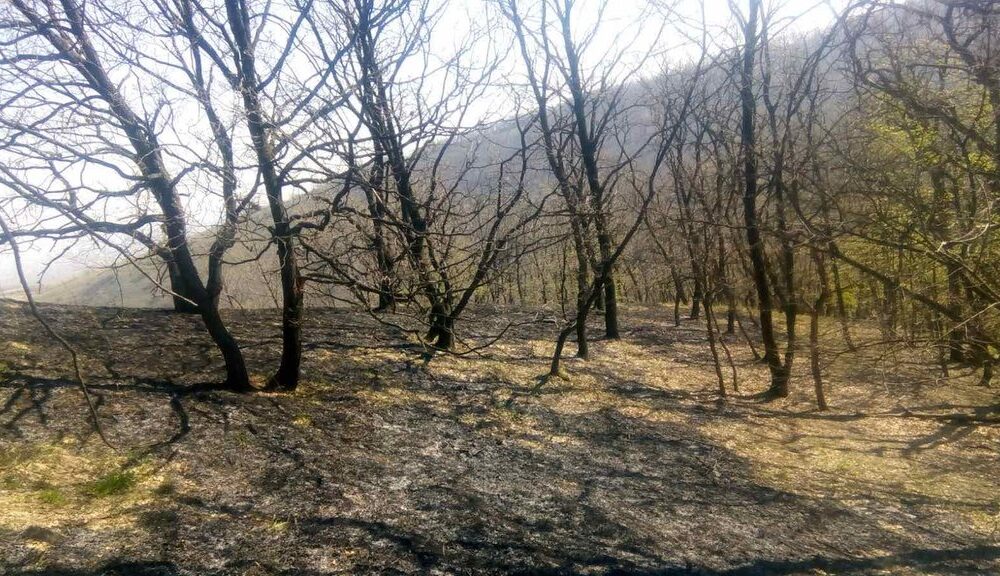 Požar na Fruškoj gori lokalizovan: Dežurstva i dalje traju zbog mogućeg tinjanja