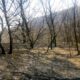 Požar na Fruškoj gori lokalizovan: Dežurstva i dalje traju zbog mogućeg tinjanja