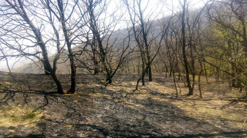 Požar na Fruškoj gori lokalizovan: Dežurstva i dalje traju zbog mogućeg tinjanja
