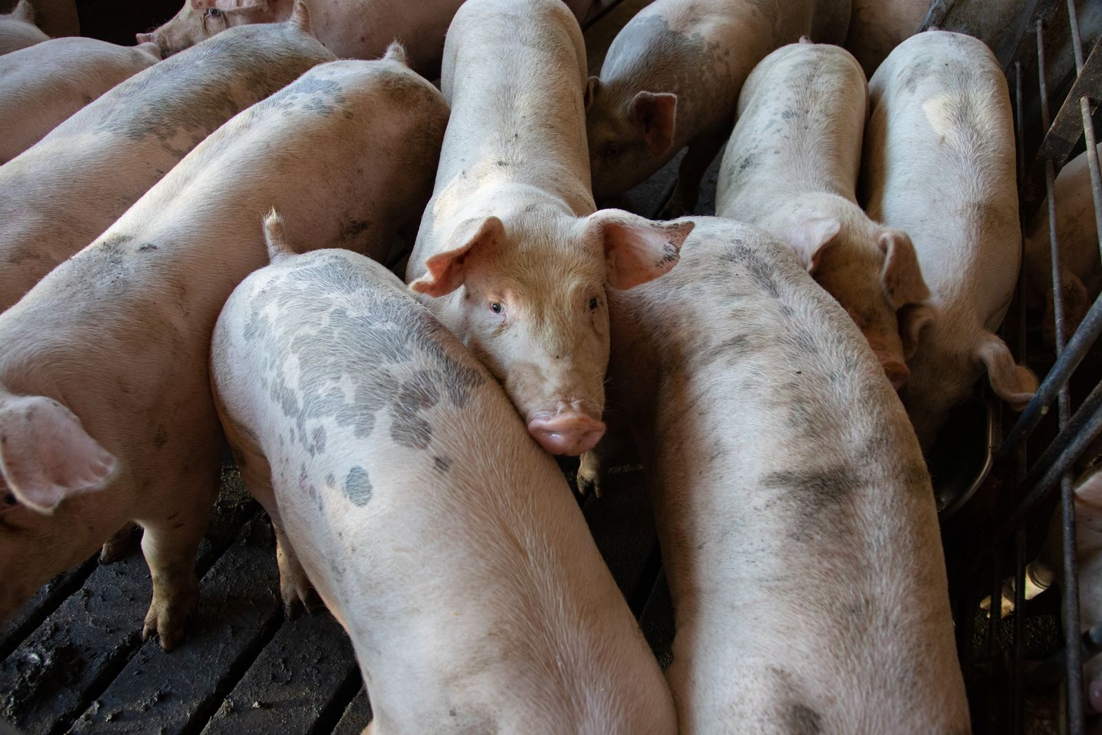 Close-up of a large group of pigs in a pigpen on a farm.