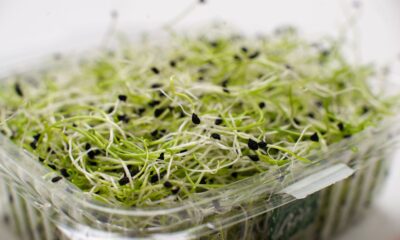 Povučeni proizvodi alfalfa klica zbog izbijanja E. coli i salmonela – povlačenje alfalfa klica