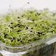 Povučeni proizvodi alfalfa klica zbog izbijanja E. coli i salmonela – povlačenje alfalfa klica