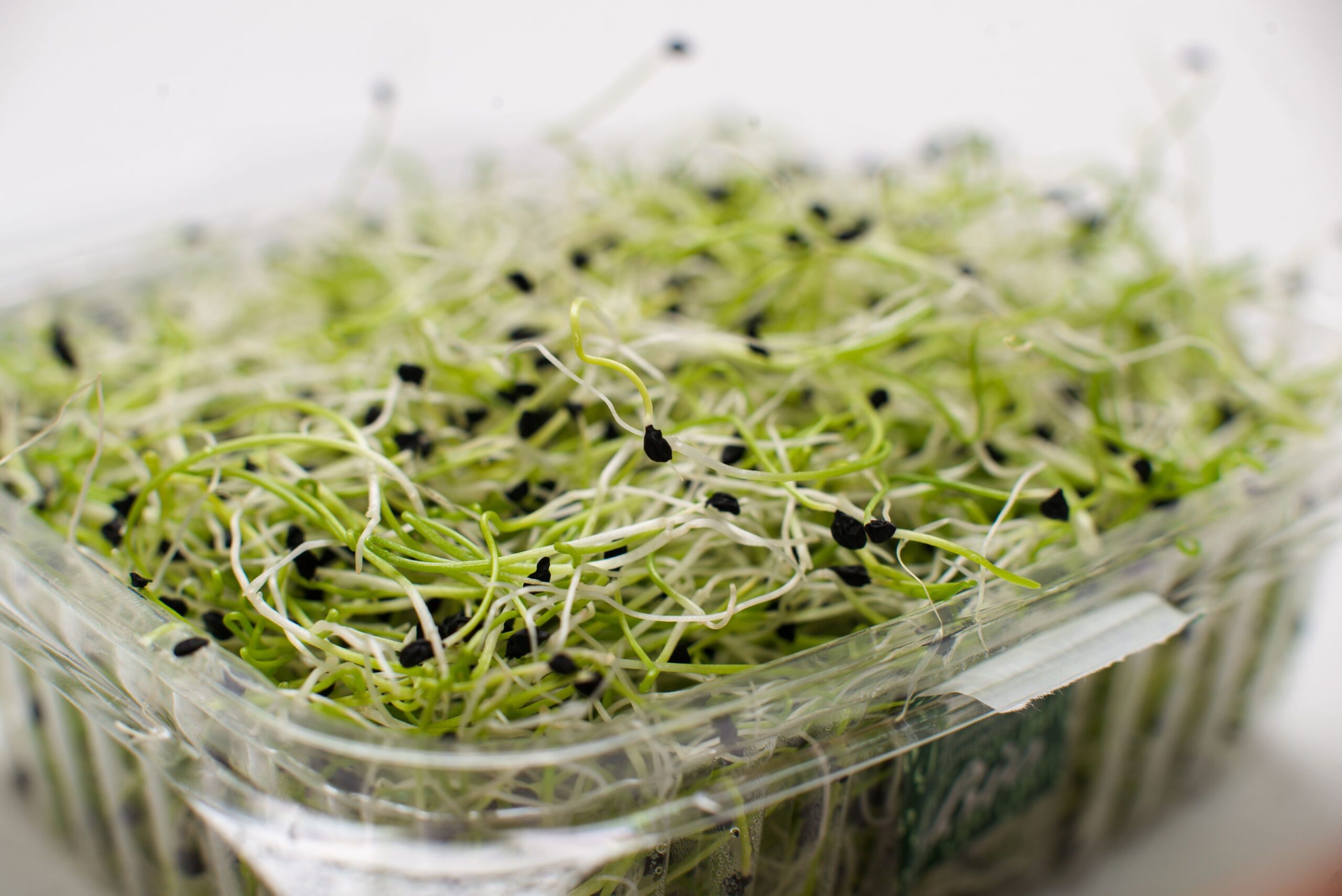 Povučeni proizvodi alfalfa klica zbog izbijanja E. coli i salmonela – povlačenje alfalfa klica