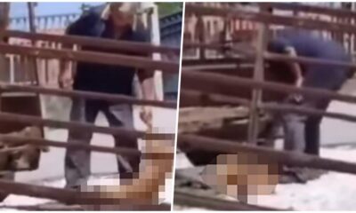 Radnik pečenjare u Mladenovcu motkom usmrtio pse: Objekat zatvoren nakon incidenta – napad u Mladenovcu