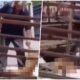 Radnik pečenjare u Mladenovcu motkom usmrtio pse: Objekat zatvoren nakon incidenta – napad u Mladenovcu