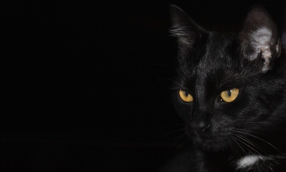cat, black background, cat eyes, eyes, pet, nature, domestic cat, animal, black cat, black, golden eyes, looking cat, kitten