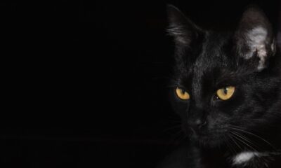 cat, black background, cat eyes, eyes, pet, nature, domestic cat, animal, black cat, black, golden eyes, looking cat, kitten