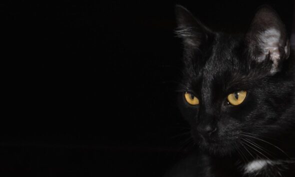 cat, black background, cat eyes, eyes, pet, nature, domestic cat, animal, black cat, black, golden eyes, looking cat, kitten