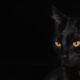cat, black background, cat eyes, eyes, pet, nature, domestic cat, animal, black cat, black, golden eyes, looking cat, kitten