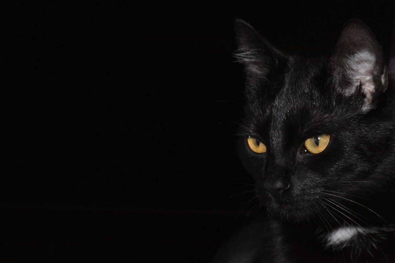 cat, black background, cat eyes, eyes, pet, nature, domestic cat, animal, black cat, black, golden eyes, looking cat, kitten