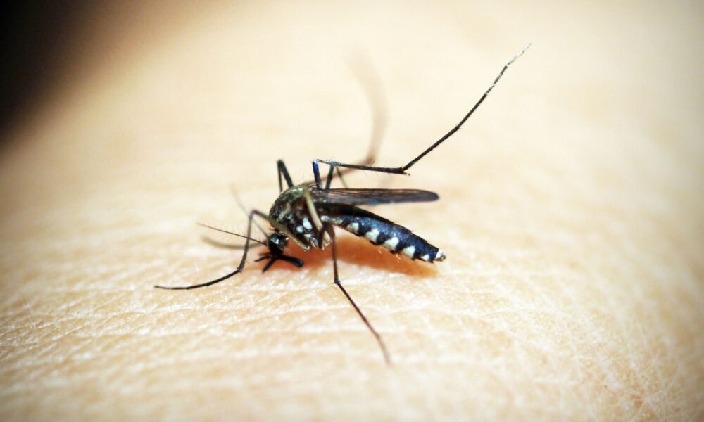 Macro photograph of a mosquito feeding on human skin, showcasing the insect's details.
