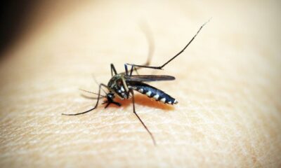 Macro photograph of a mosquito feeding on human skin, showcasing the insect's details.