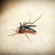 Macro photograph of a mosquito feeding on human skin, showcasing the insect's details.