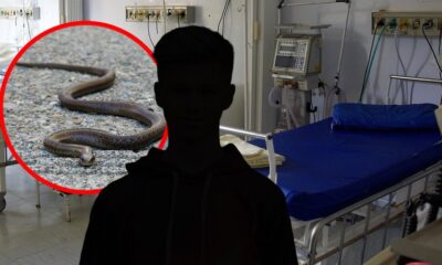 Dečaka u kampu u Istri ugrizao poskok, dete stabilno nakon brze reakcije – ujed poskoka u Istri