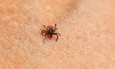 Epidemija alfa-gal sindroma: Ostrvo Martha's Vineyard u strahu od krpelja – alfa-gal sindrom Martha's Vineyard