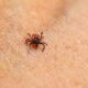 Epidemija alfa-gal sindroma: Ostrvo Martha's Vineyard u strahu od krpelja – alfa-gal sindrom Martha's Vineyard
