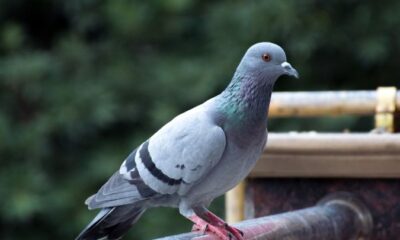 Detailed close-up of a pigeon on a railing, showcasing urban wildlife.
