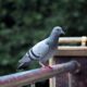 Detailed close-up of a pigeon on a railing, showcasing urban wildlife.