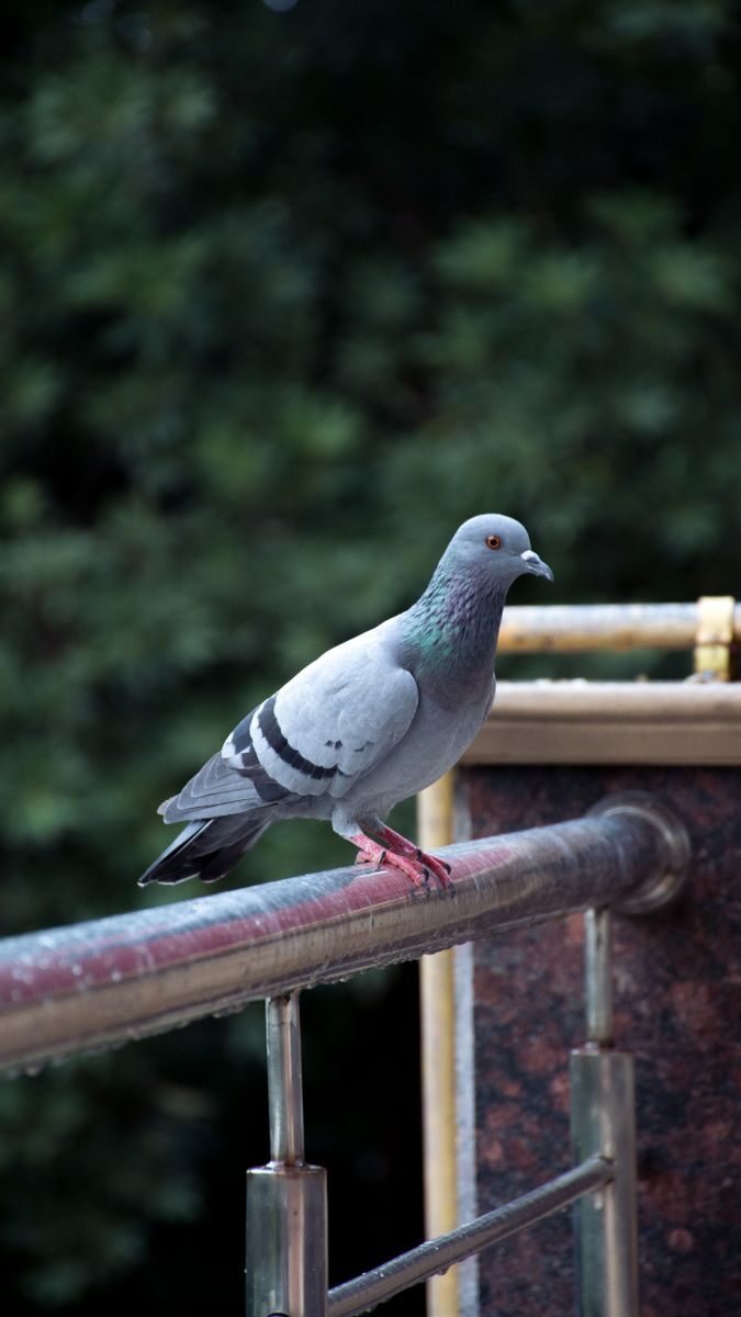 Detailed close-up of a pigeon on a railing, showcasing urban wildlife.