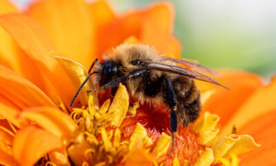 Macro shot of a bee collecting pollen from a vibrant orange flower, showcasing the beauty of nature.