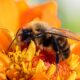 Macro shot of a bee collecting pollen from a vibrant orange flower, showcasing the beauty of nature.