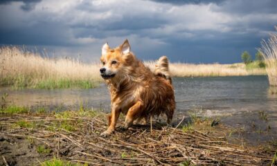 Brown furry dog playing by a lake under dramatic skies, captured in action.
