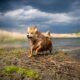 Brown furry dog playing by a lake under dramatic skies, captured in action.
