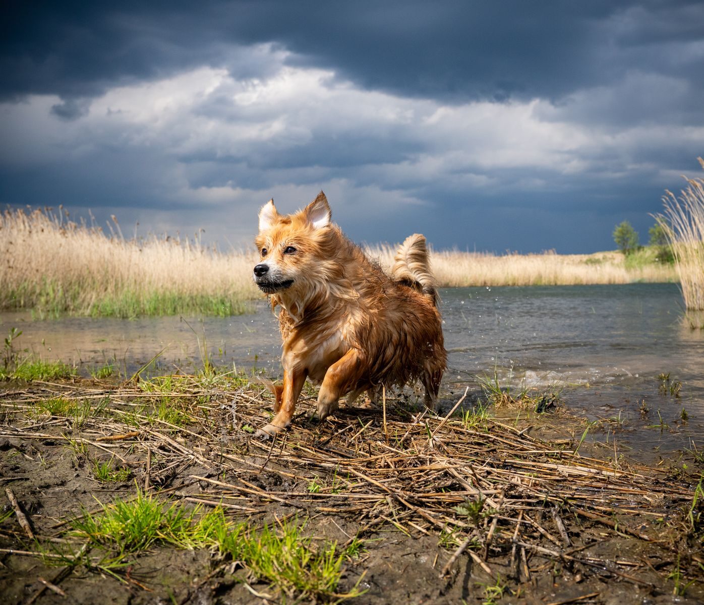 Brown furry dog playing by a lake under dramatic skies, captured in action.