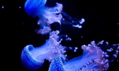 Mesmerizing view of vibrant blue jellyfish floating gracefully in a dark underwater environment.