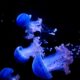 Mesmerizing view of vibrant blue jellyfish floating gracefully in a dark underwater environment.