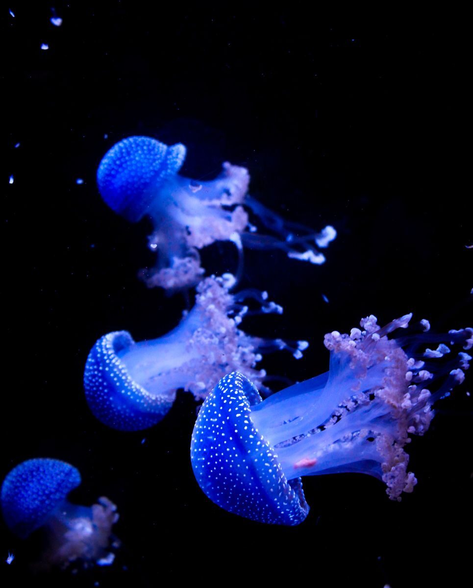 Mesmerizing view of vibrant blue jellyfish floating gracefully in a dark underwater environment.